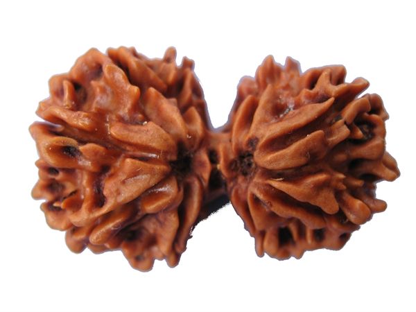 Gauri Shankar Rudraksha bead from Omm’s collection